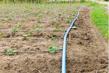 Drip Irrigation